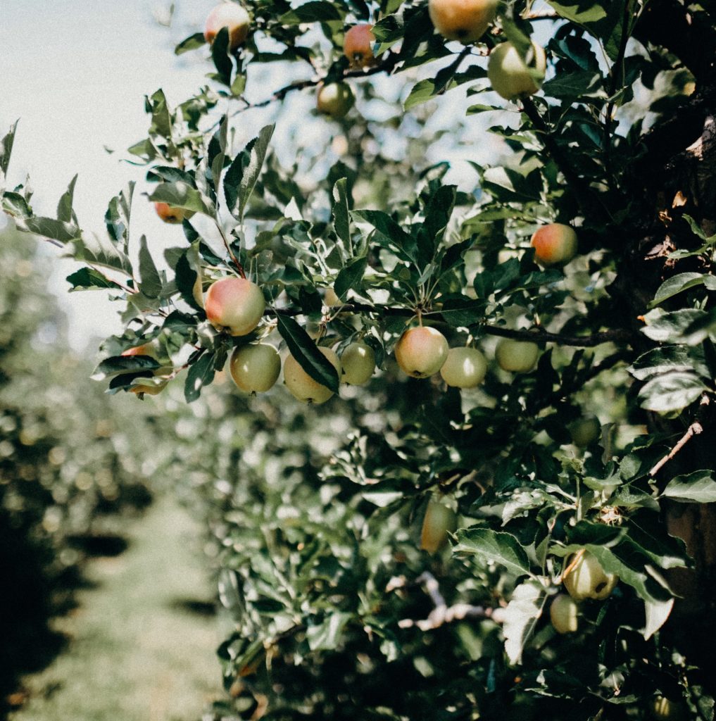 Cider - Apple Orchard